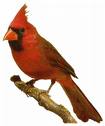 Cardinal bird graphics