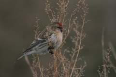 Common redpoll bird graphics