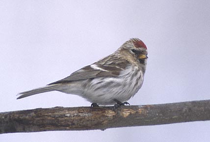 Common redpoll bird graphics