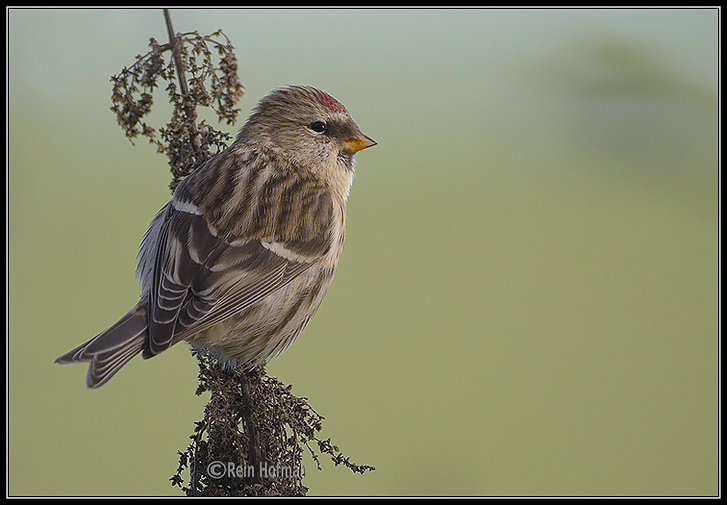 Common redpoll