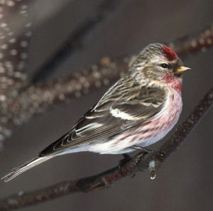 Common redpoll bird graphics