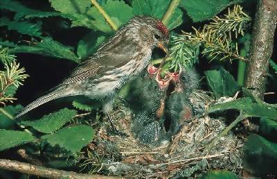 Common redpoll bird graphics