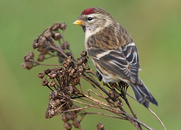 Common redpoll bird graphics