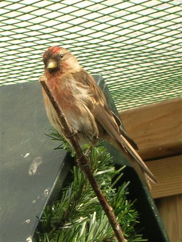 Common redpoll bird graphics