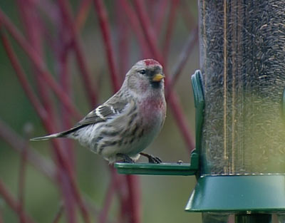 Common redpoll bird graphics