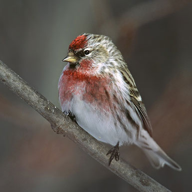 Common redpoll bird graphics