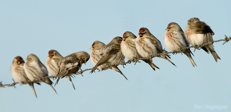 Common redpoll bird graphics