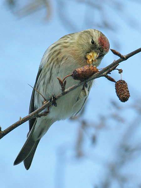 Common redpoll