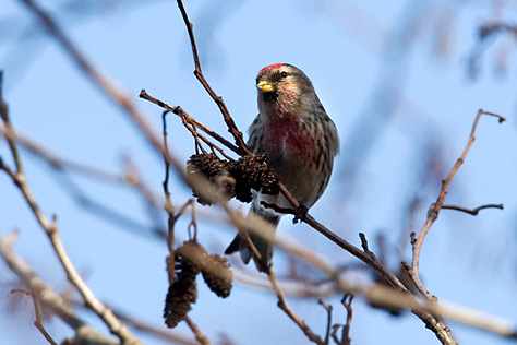 Common redpoll bird graphics