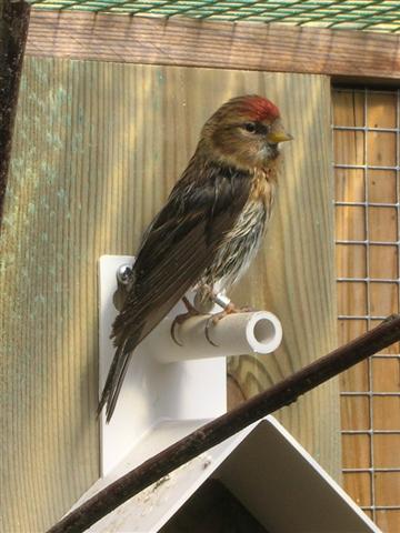 Common redpoll bird graphics