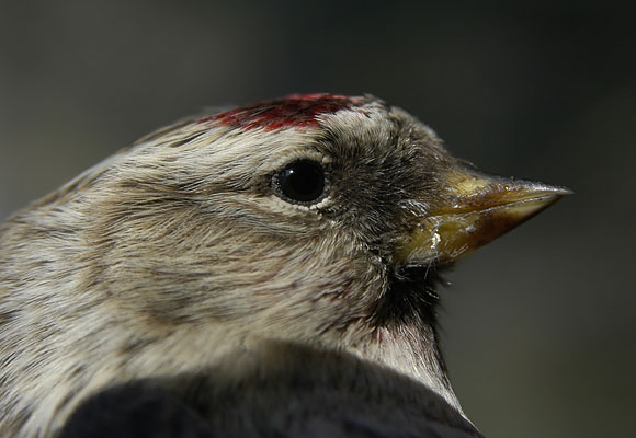 Common redpoll bird graphics
