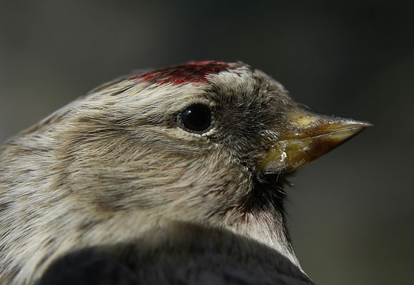 Common redpoll