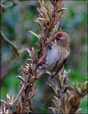 Common redpoll