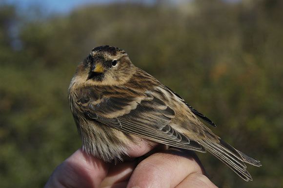 Common redpoll