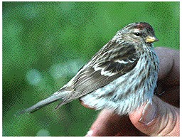 Common redpoll bird graphics