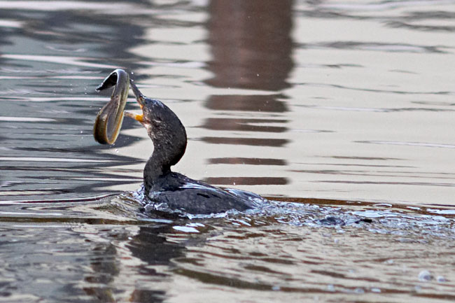 Cormorant