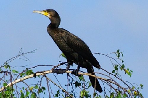 Cormorant