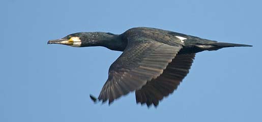 Cormorant bird graphics