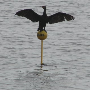 Cormorant bird graphics