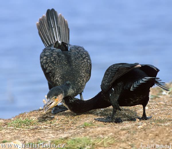 Cormorant bird graphics