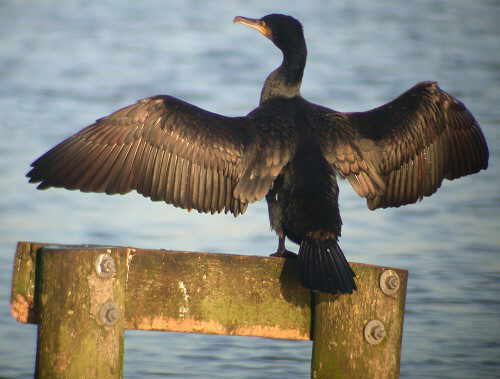 Cormorant bird graphics