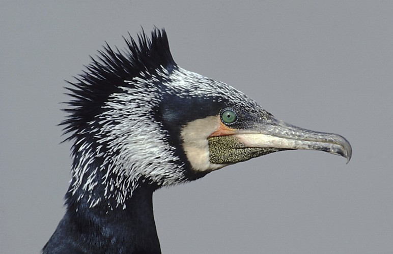 Cormorant