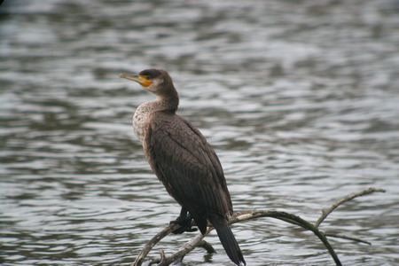 Cormorant bird graphics