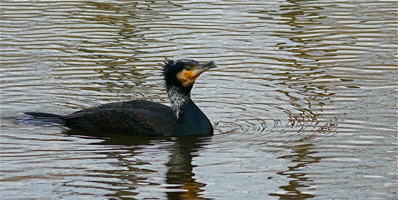 Cormorant