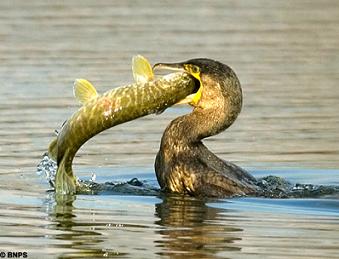 Cormorant bird graphics