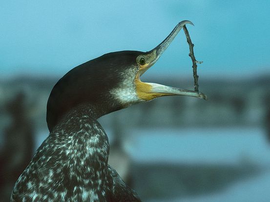 Cormorant bird graphics