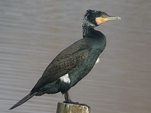 Cormorant