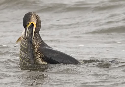 Cormorant