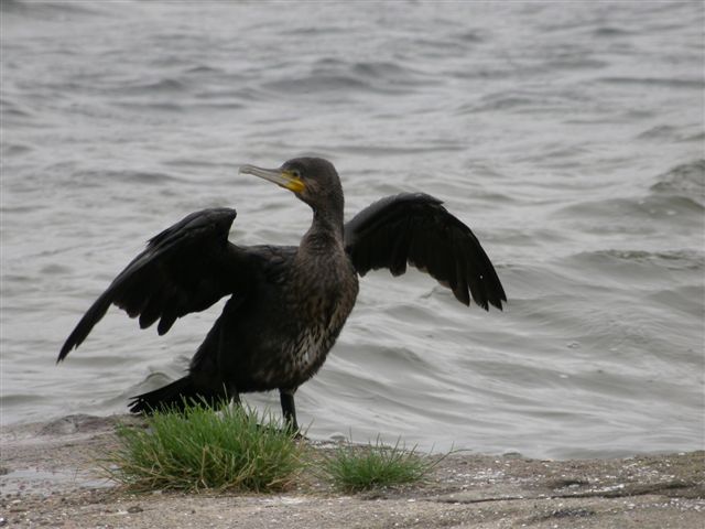 Cormorant bird graphics