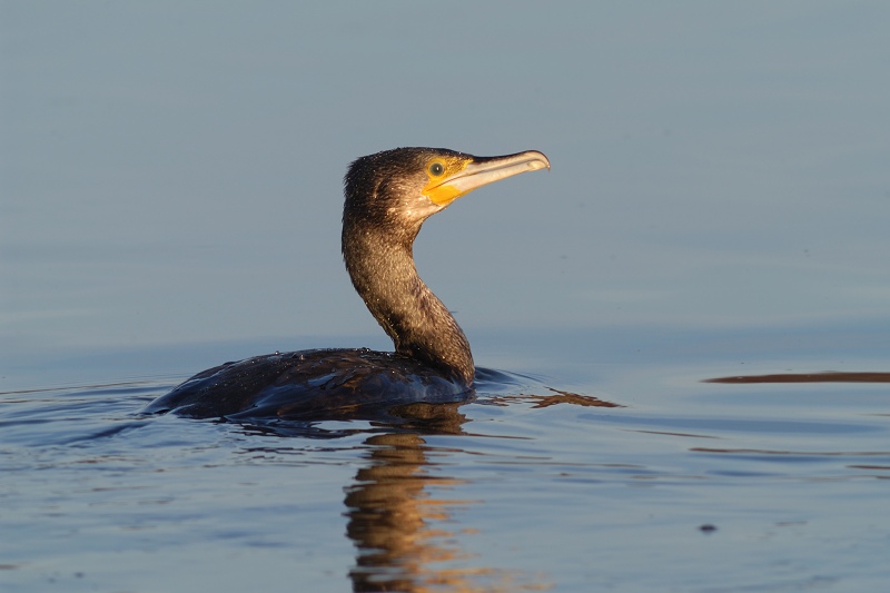 Cormorant