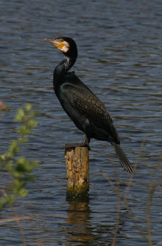 Cormorant