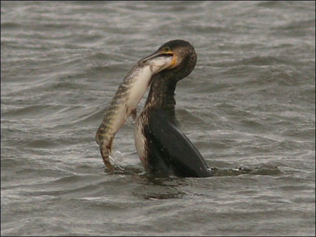 Cormorant bird graphics