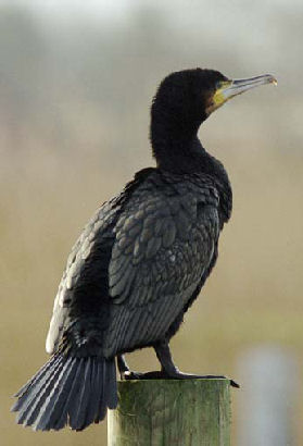 Cormorant bird graphics