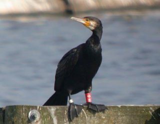 Cormorant