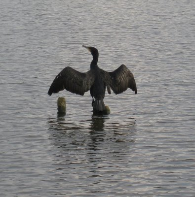 Cormorant bird graphics