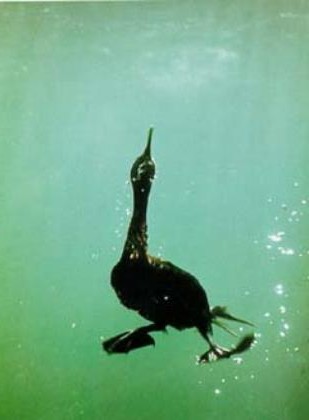 Cormorant