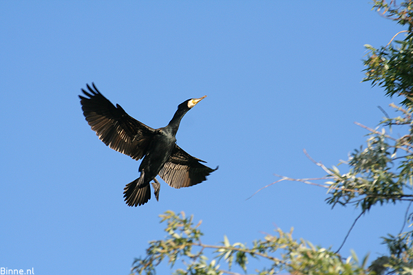 Cormorant bird graphics