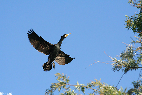 Cormorant