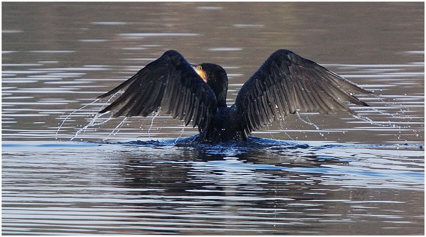 Cormorant bird graphics