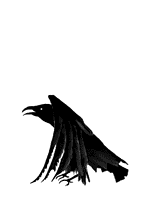 Crow bird graphics