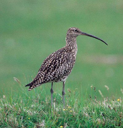 Curlew bird graphics