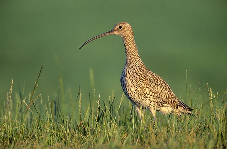 Curlew bird graphics