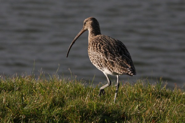 Curlew bird graphics