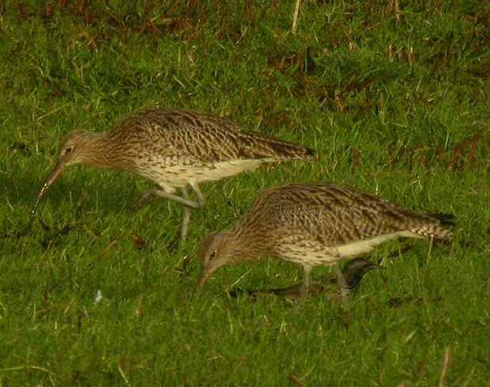 Curlew