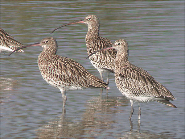 Curlew