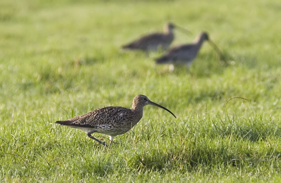 Curlew bird graphics